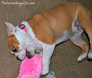 Bulldog-Attacking-Slipper