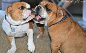 Bulldog-Play-Time