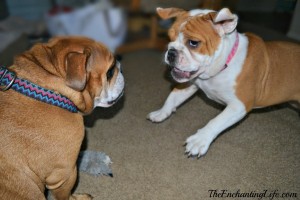 Play-Time-Bulldogs