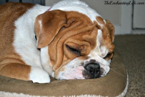 The-Enchanting-Life-Sleepy-Bulldog