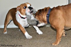 Tug-o-War-Bulldogs