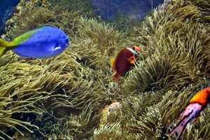 Nemo and Dorie