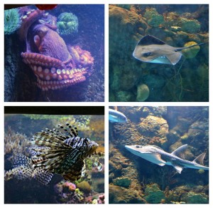 aquarium-collage