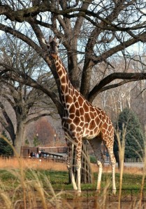 giraffe