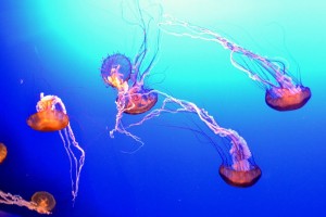 jellyfish-theenchantinglife.com