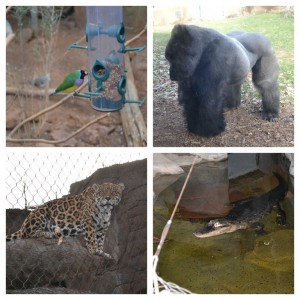 zoo