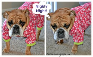 bulldog jammies