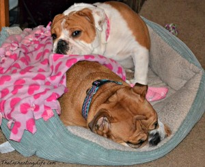 Snow Day with the Bulldogs