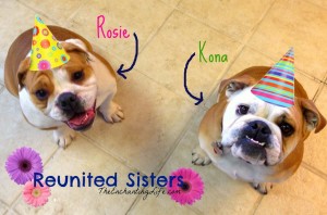 Reunited Bulldog Sisters