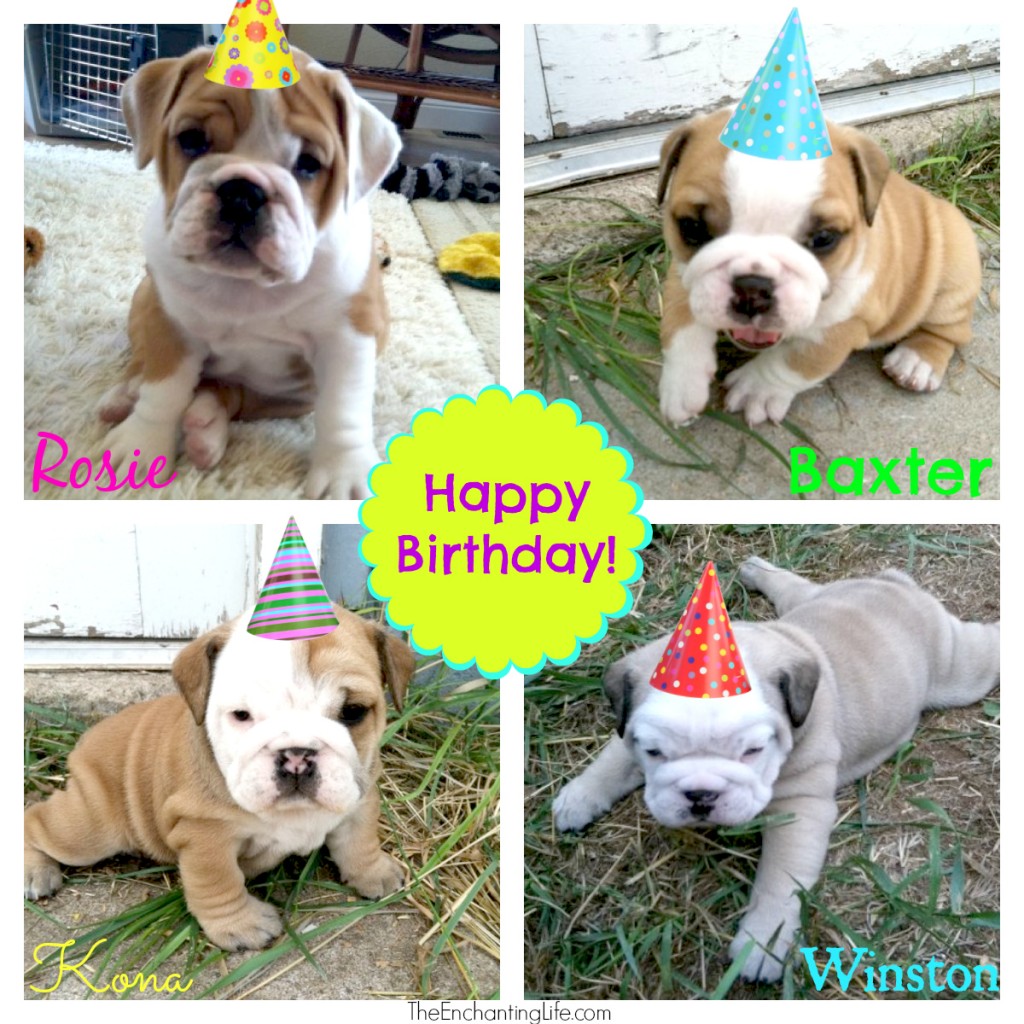 Birthday Bulldogs